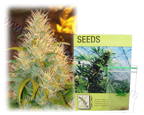 *Aanbieding* NL-Haze (5 zaden) kulu