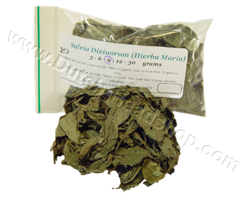 Salvia Divinorum