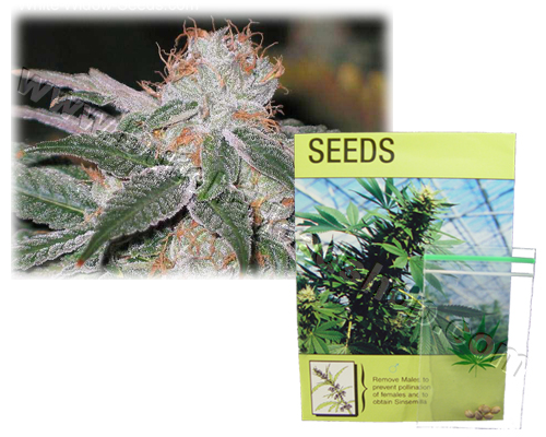 White Widow (5 zaden) kulu