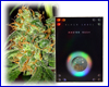*Aanbieding* Master Kush HQ Black Label (10 zaden) *Aanbieding* Master Kush HQ Black Label (10 zaden)