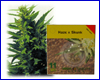 Haze x Skunk HQ (11 zaden) Haze x Skunk HQ (11 zaden)