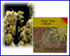 Super Thai x Skunk HQ (11 zaden) Super Thai x Skunk HQ (11 zaden)