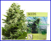 Afghani Skunk #1 (5 zaden) kulu Afghani Skunk #1 (5 zaden) kulu