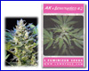 *Aanbieding* Easy Ryder gefeminiseerd (5 zaden) *Aanbieding* Easy Ryder gefeminiseerd (5 zaden)