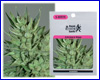 Amnesia Haze gefeminiseerd (5 zaden) royal queen Amnesia Haze gefeminiseerd (5 zaden) royal queen