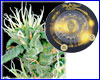 Big Bang gefeminiseerd (10 zaden) Greenhouse Big Bang gefeminiseerd (10 zaden) Greenhouse