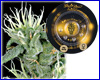 Big Bang gefeminiseerd (5 zaden) Greenhouse Big Bang gefeminiseerd (5 zaden) Greenhouse