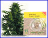 Big Bud Super Skunk HQ (11 zaden) Big Bud Super Skunk HQ (11 zaden)