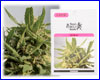 Critical gefeminiseerd (5 zaden) royal queen Critical gefeminiseerd (5 zaden) royal queen