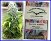 Skunk #11 gefeminiseerd (10 zaden) Dutch Passion Skunk #11 gefeminiseerd (10 zaden) Dutch Passion