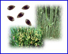 Ephedra sinica zaden Ephedra sinica zaden
