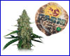 G13 Haze gefeminiseerd (5 zaden) Barneys Farm G13 Haze gefeminiseerd (5 zaden) Barneys Farm