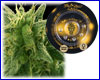 Lemon Skunk gefeminiseerd (5 zaden) Greenhouse Lemon Skunk gefeminiseerd (5 zaden) Greenhouse