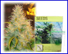 *Aanbieding* NL-Haze (5 zaden) kulu *Aanbieding* NL-Haze (5 zaden) kulu
