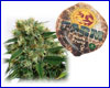 Phatt Fruity gefeminiseerd (5 zaden) Barneys Farm Phatt Fruity gefeminiseerd (5 zaden) Barneys Farm