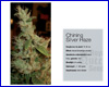 Shining Silver Haze gefeminiseerd (5 zaden) royal queen Shining Silver Haze gefeminiseerd (5 zaden) royal queen
