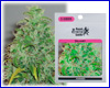 Skunk#1 gefeminiseerd (5 zaden) royal queen Skunk#1 gefeminiseerd (5 zaden) royal queen