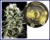 Super Lemon Haze gefeminiseerd (5 zaden) Greenhouse Super Lemon Haze gefeminiseerd (5 zaden) Greenhouse