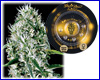 Super Silver Haze gefeminiseerd (5 zaden) Greenhouse Super Silver Haze gefeminiseerd (5 zaden) Greenhouse