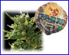 Sweet Tooth gefeminiseerd (5 zaden) Barneys Farm Sweet Tooth gefeminiseerd (5 zaden) Barneys Farm