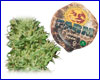 Utopia Haze gefeminiseerd (5 zaden) barneys farm Utopia Haze gefeminiseerd (5 zaden) barneys farm