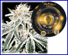 White Widow gefeminiseerd (5 zaden) Greenhouse White Widow gefeminiseerd (5 zaden) Greenhouse