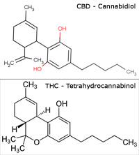 CBD Cannabidiol en THC Tetrahydrocannabinol moleculen CBD Cannabidiol en THC Tetrahydrocannabinol moleculen