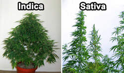 Indica vs Sativa cannabis plant Indica vs Sativa cannabis plant