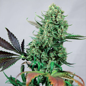 Purple Haze Positronics Seeds Purple Haze Positronics Seeds