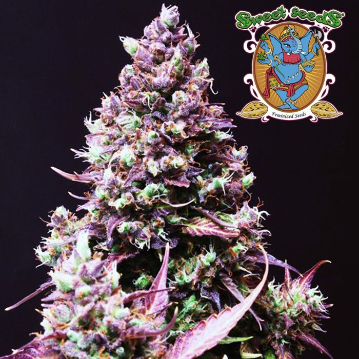 Cream Caramel Auto (Sweet Seeds) main product photo