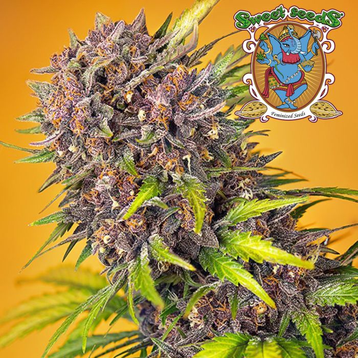 Diablo Rojo XL Auto (Sweet Seeds) main product photo