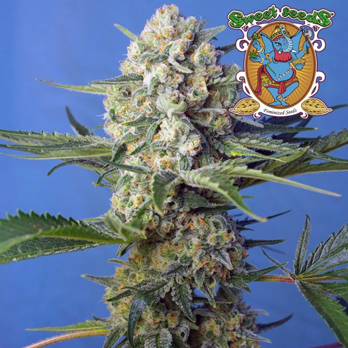 Crystal Candy F1 Fast Version (Sweet Seeds) main product photo