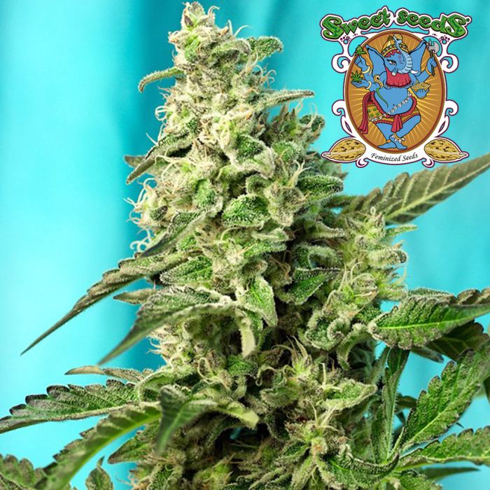 Green Poison F1 Fast Version (Sweet Seeds) main product photo