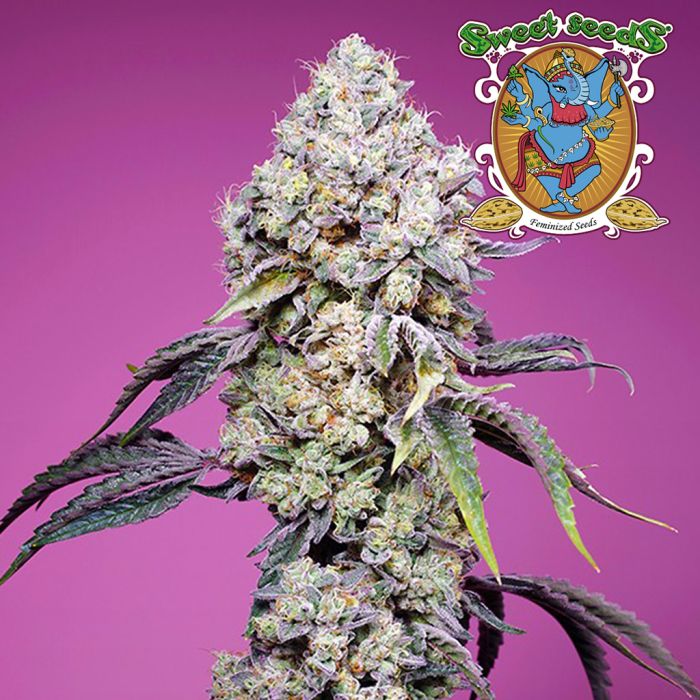 Sweet Mandarine Zkittlez F1 Fast Version (Sweet Seeds) main product photo