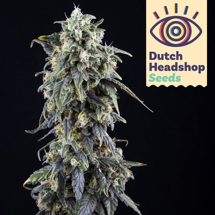 Fast Northern Light (Huismerk) main product photo