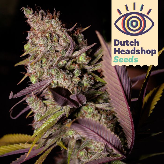 Auto Alaskan Thunderfuck (Huismerk) main product photo