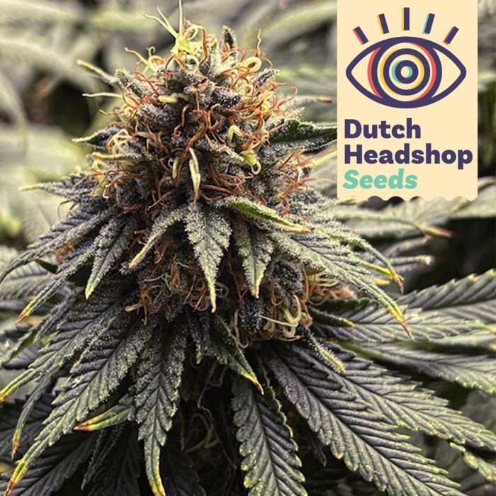 Auto Forbidden Fruit (Huismerk) main product photo