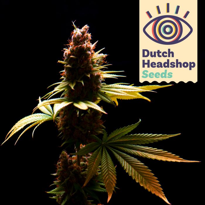 Auto GMO (Huismerk) main product photo