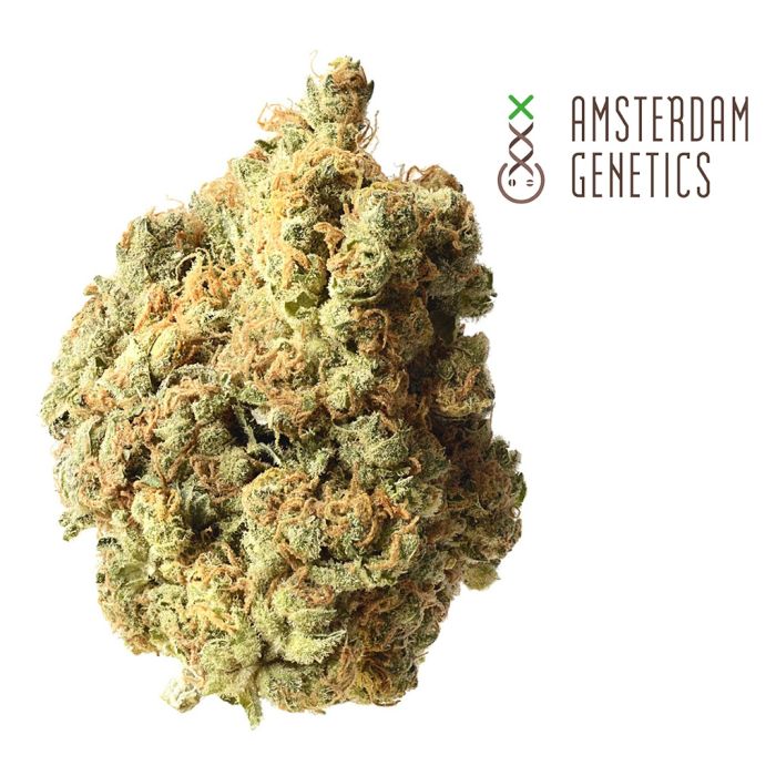 AK-020 Autoflower (Amsterdam Genetics) 3 zaden main product photo