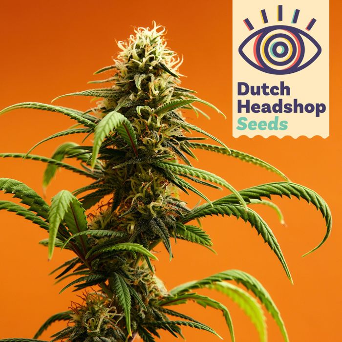 Auto CBD Charlotte's Wonder (Huismerk) main product photo