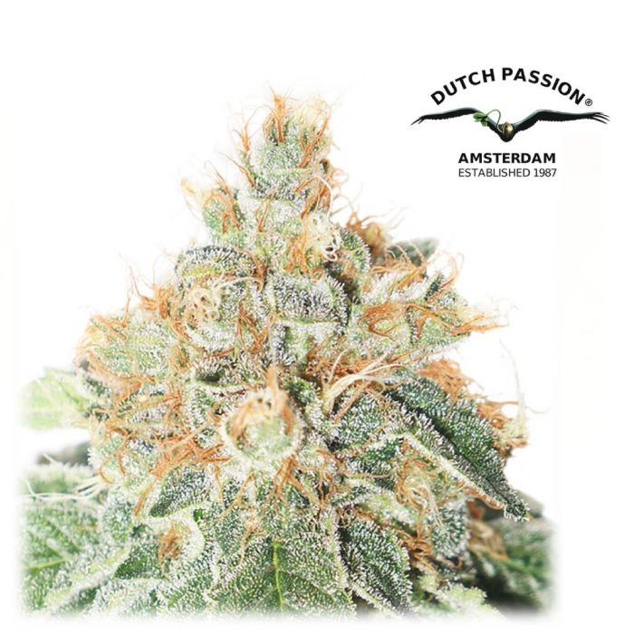Auto Colorado Cookies (Dutch Passion) 3 zaden main product photo
