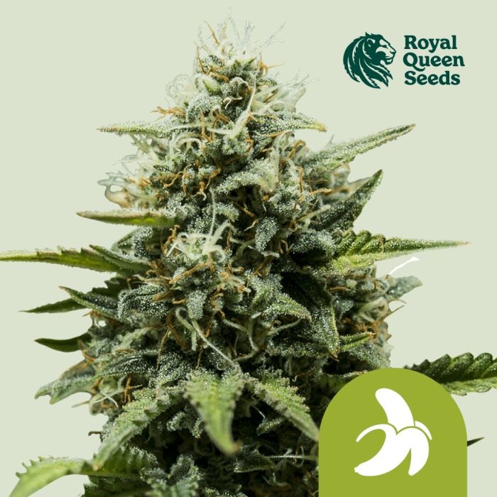 Fat Banana Automatic (Royal Queen Seeds) 3 zaden main product photo
