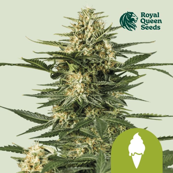Green Gelato Automatic (Royal Queen Seeds) 3 zaden main product photo