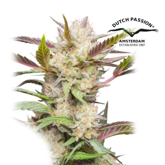 Auto Mimosa Punch (Dutch Passion) main product photo