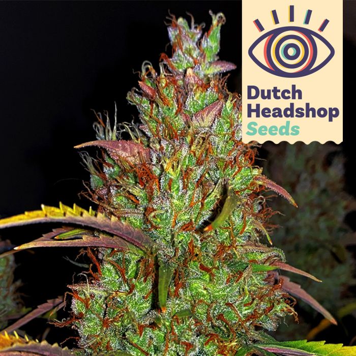 Auto Pineapple Chunk (Huismerk) main product photo