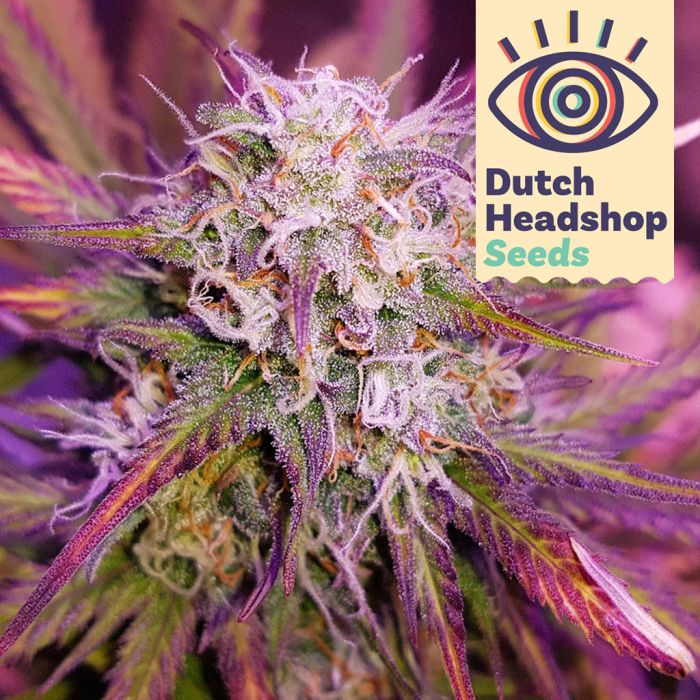 Auto Purple Kush (Huismerk) main product photo