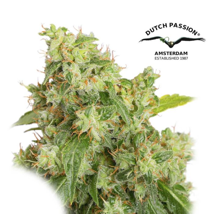 Auto Xtreme (Dutch Passion) 3 zaden main product photo