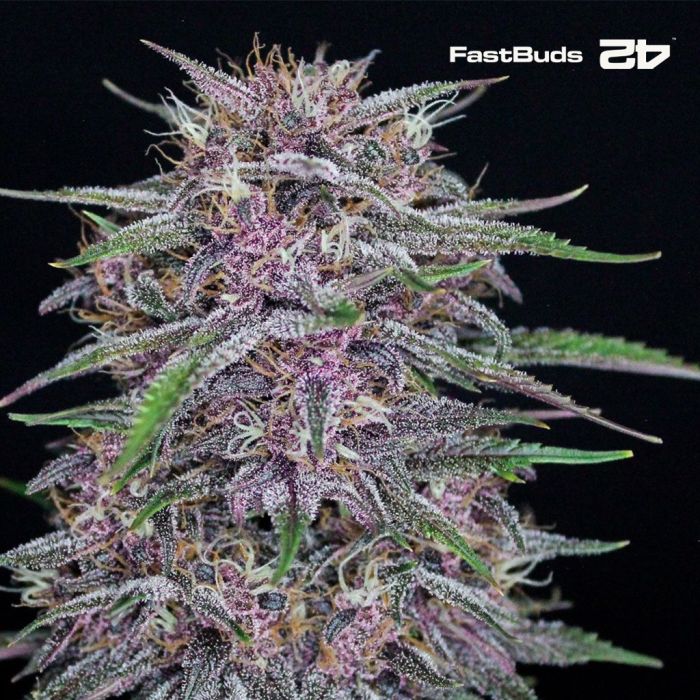 Banana Purple Punch Auto (Fast Buds) main product photo