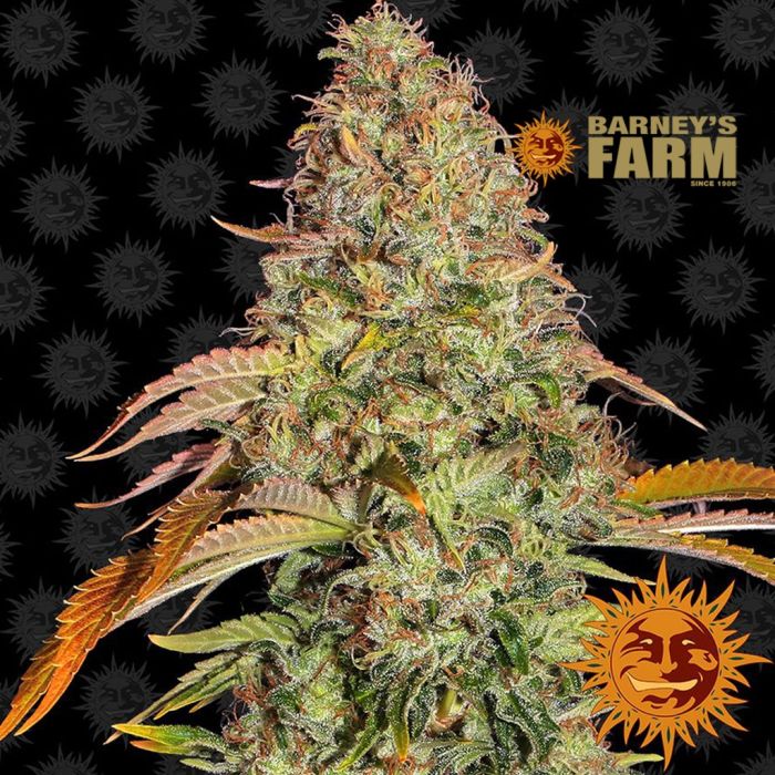 Zkittlez OG Auto (Barney’s Farm) 5 zaden main product photo