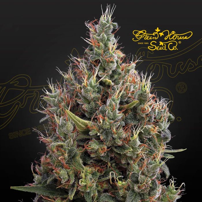 Big Bang Autoflower (Greenhouse Seeds) main product photo
